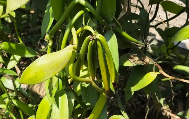 vanilla beans hanging on the vine